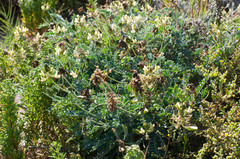 Astragalus nevinii