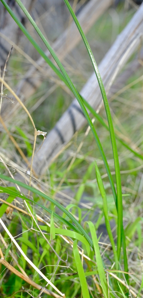 Moraea thermarum