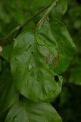 Stigmella hemargyrella