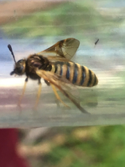 Cimbicidae