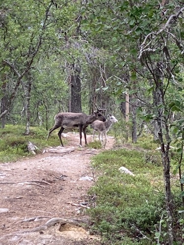 Caribou