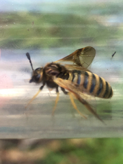 Cimbicidae