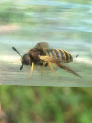 Cimbicidae