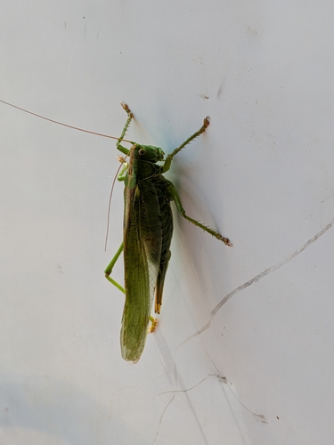 Great Green Bush-cricket
