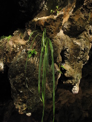 Pitcairnia fluvialis