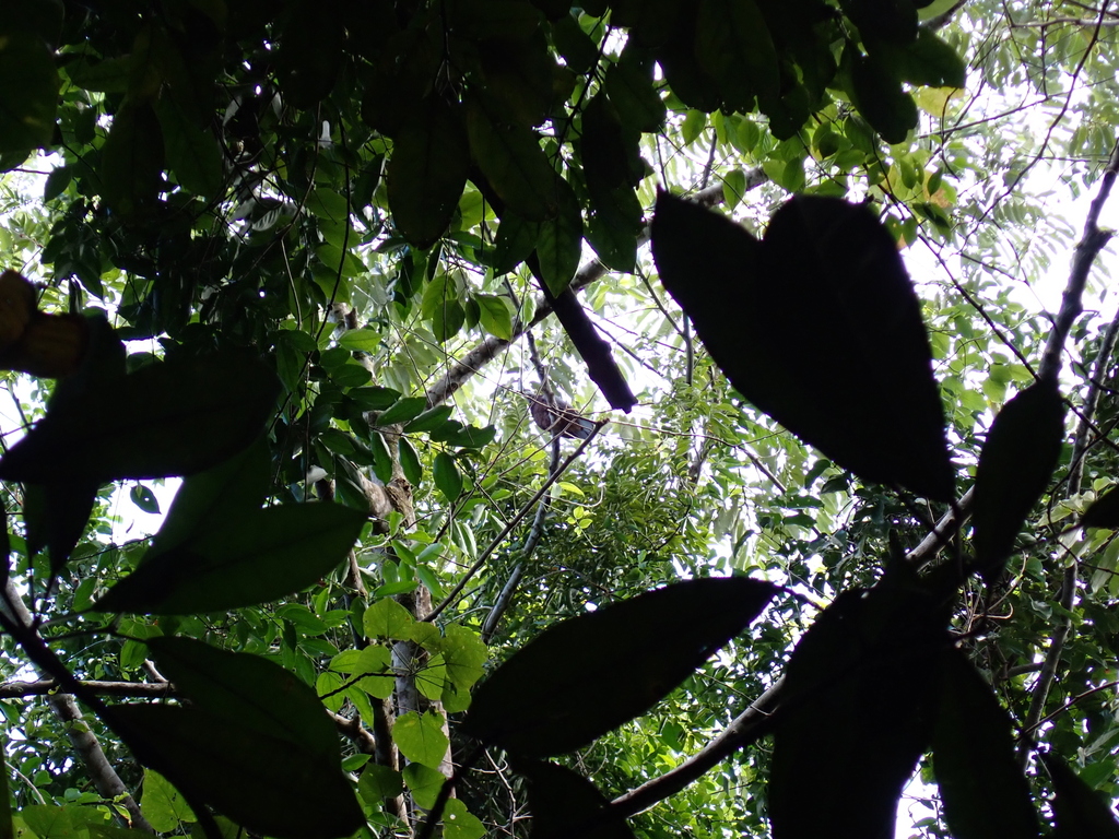 Vanuatu Imperial Pigeon