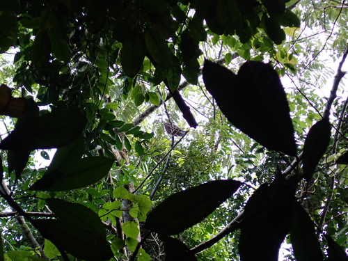 Vanuatu Imperial Pigeon (Ducula bakeri)