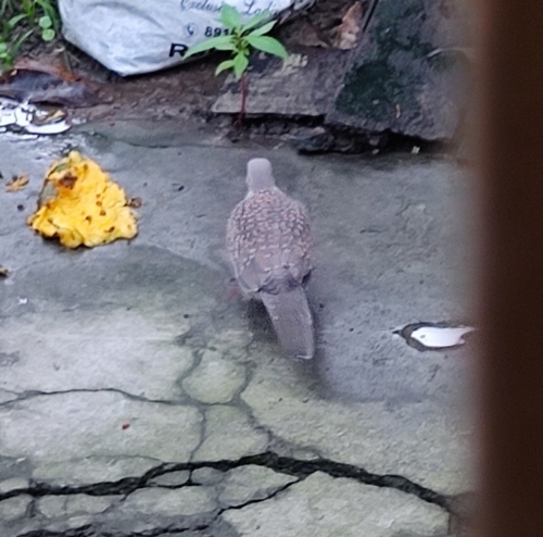 Spotted Dove