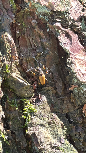 Red Pine Longhorn Beetle