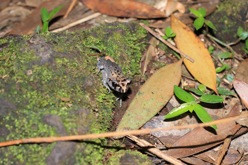Leptobrachium hasseltii observed 2026-07-25