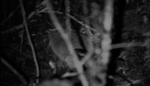 Little Spotted Kiwi (Apteryx owenii), photo 6