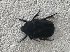 Protaetia opaca