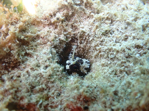Longhorn blenny (Hypsoblennius exstochilus) — Blenniidae — 2