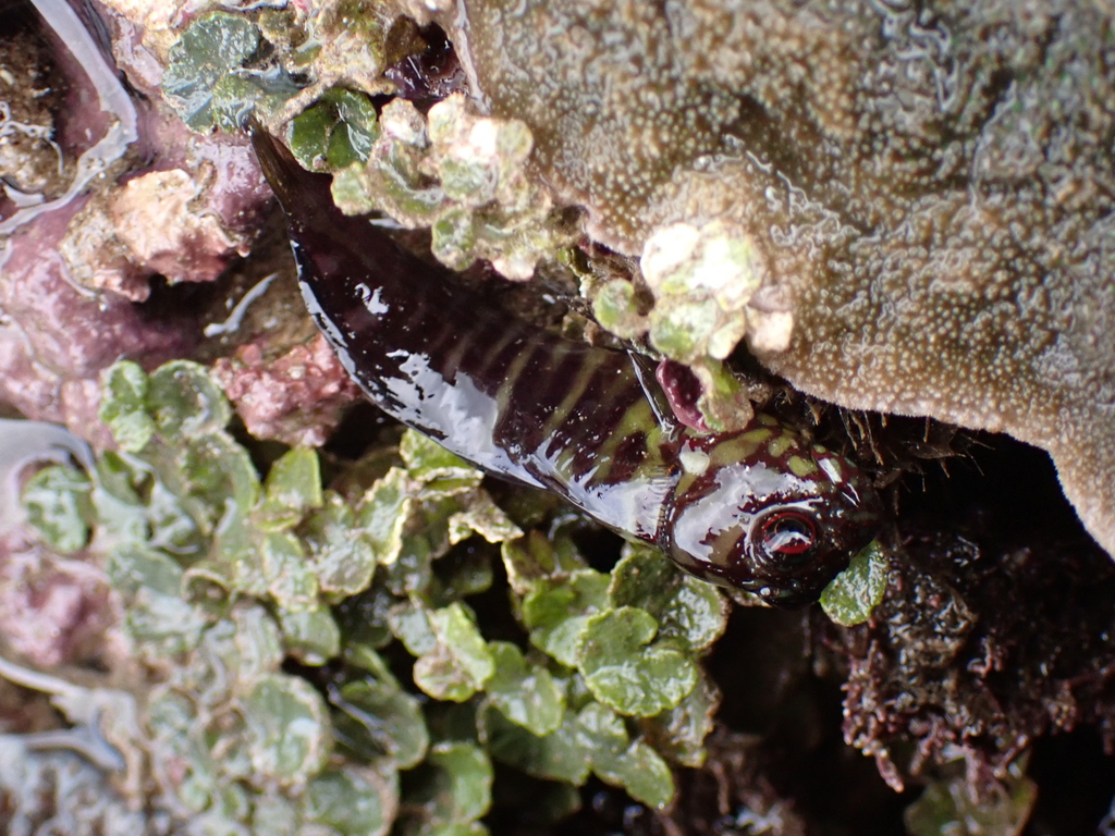 Barred blenny