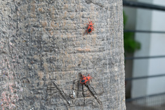 Probergrothius sanguinolens