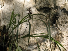Pitcairnia fluvialis