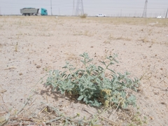 Haplophyllum tuberculatum