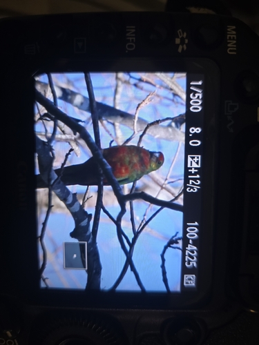 Western Rosella