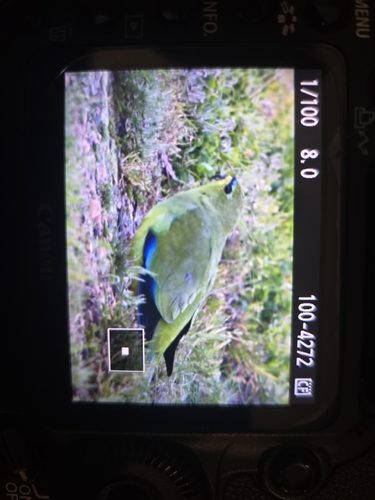 Elegant Parrot
