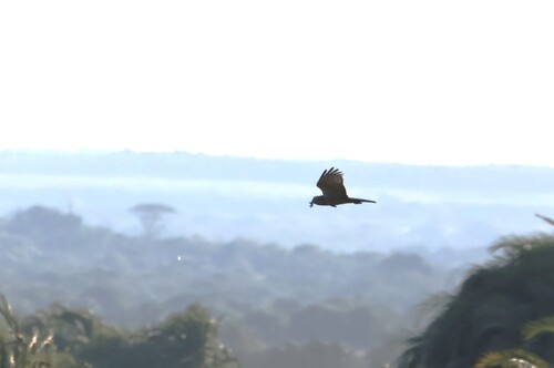 iNaturalist image