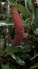 Anthurium schlechtendalii