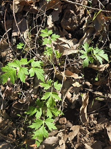 Ranunculus colonorum