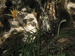 Pitcairnia fluvialis