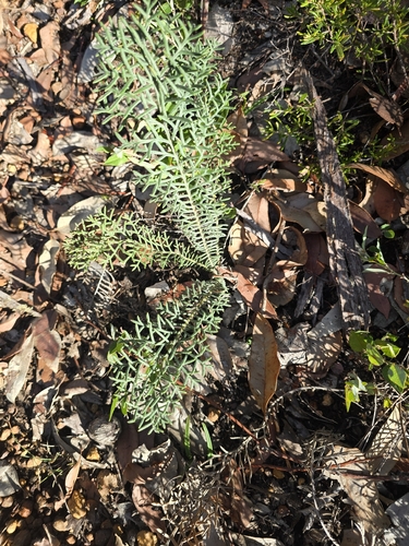 Banksia bipinnatifida bipinnatifida