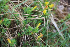 Chamaecytisus ratisbonensis