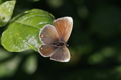 Eicochrysops hippocrates