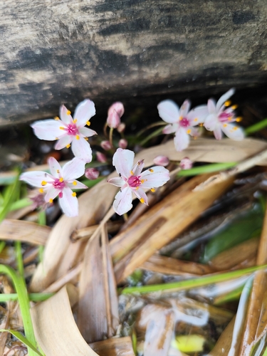 Flowering-rush