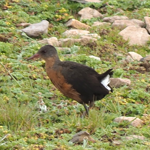 Rouget's Rail