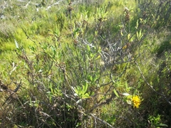 Grindelia stricta angustifolia