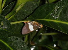 Coeliades forestan forestan