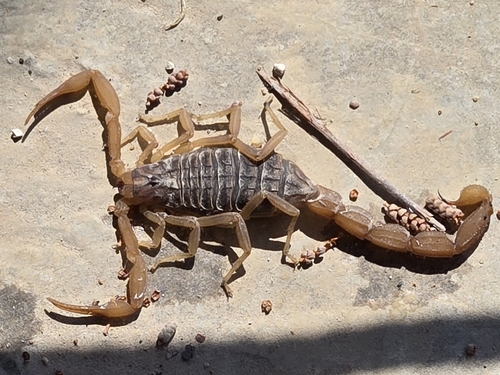 Aegaeobuthus nigrocinctus