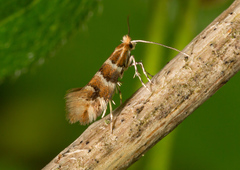 Phyllonorycter emberizaepenella