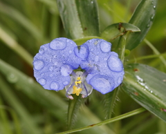 Commelina eckloniana