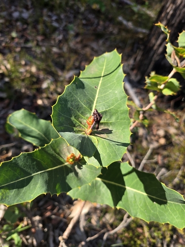 prickly hakea