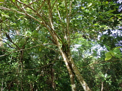 Guettarda speciosa, photograph (c) Neal Kelso, some rights reserved (CC BY)