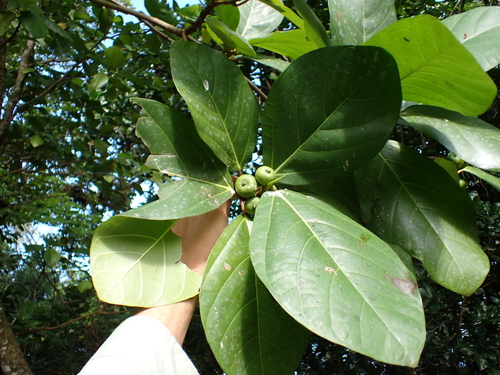 Guettarda speciosa, photograph 1