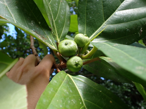 Guettarda speciosa