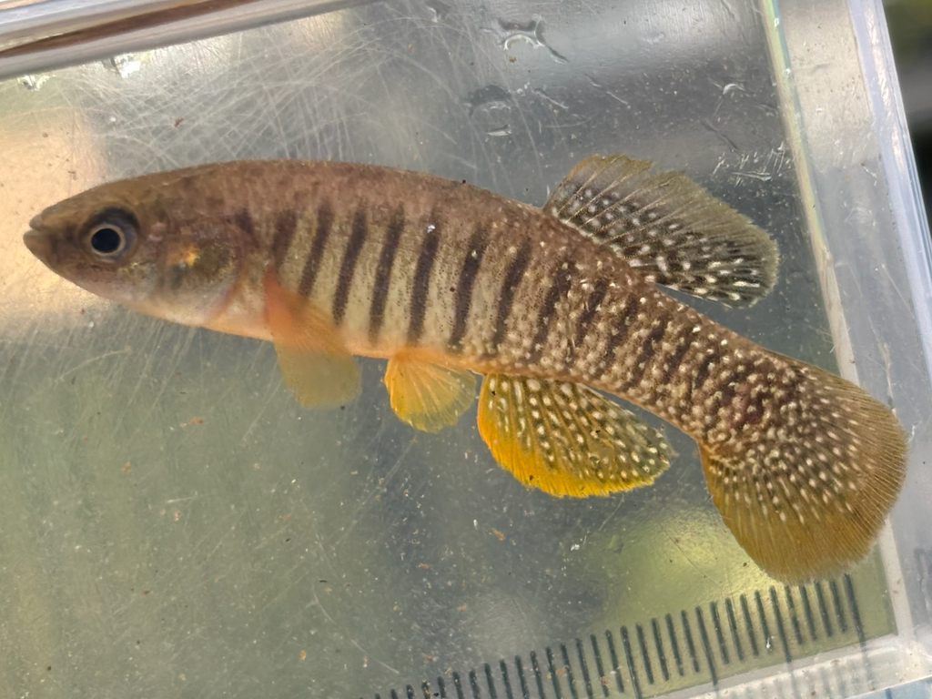 Marsh Killifish
