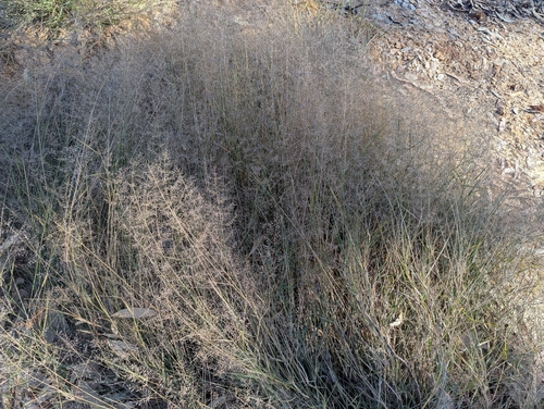 Eragrostis parviflora observed 2026-07-30