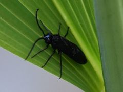 Phymatocera aterrima