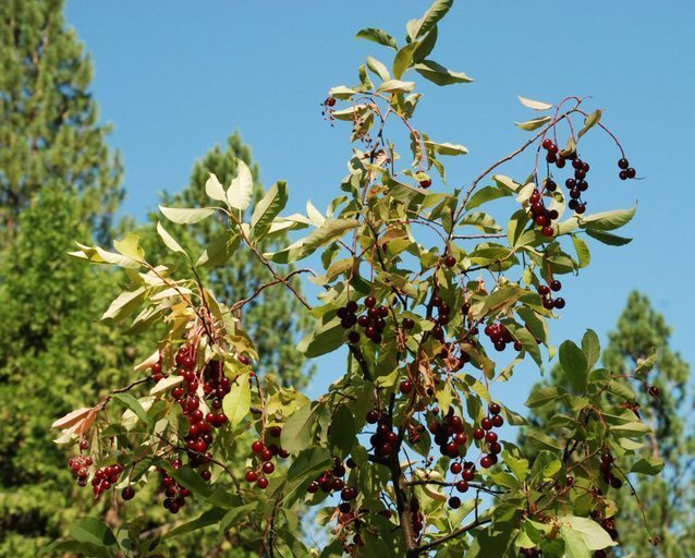 choke cherry (Trees & Shrubs of the Sunol Region BioBlitz