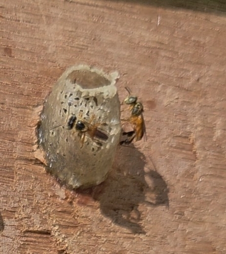 Narrow Stingless Bee