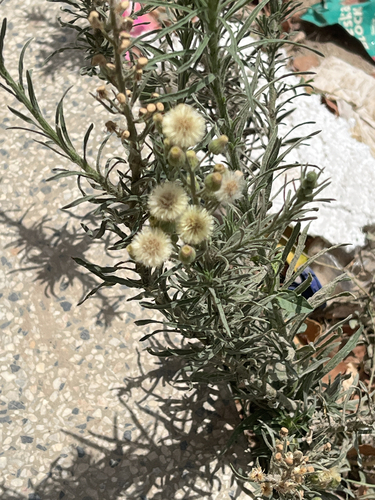 Flax-leaved Horseweed
