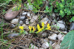 Chamaecytisus ratisbonensis
