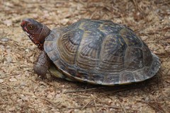 Terrapene carolina triunguis