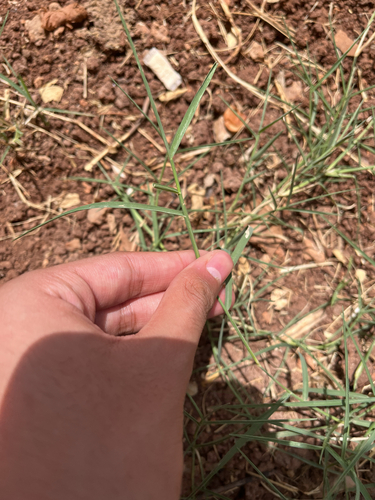 Bermuda grass